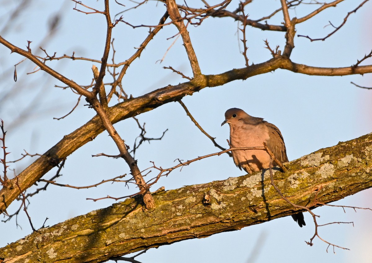 Mourning Dove - ML319012151