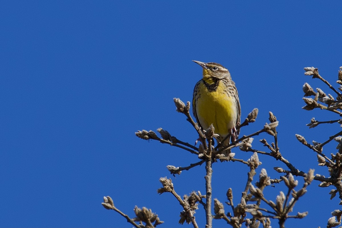 Western Meadowlark - ML319012311