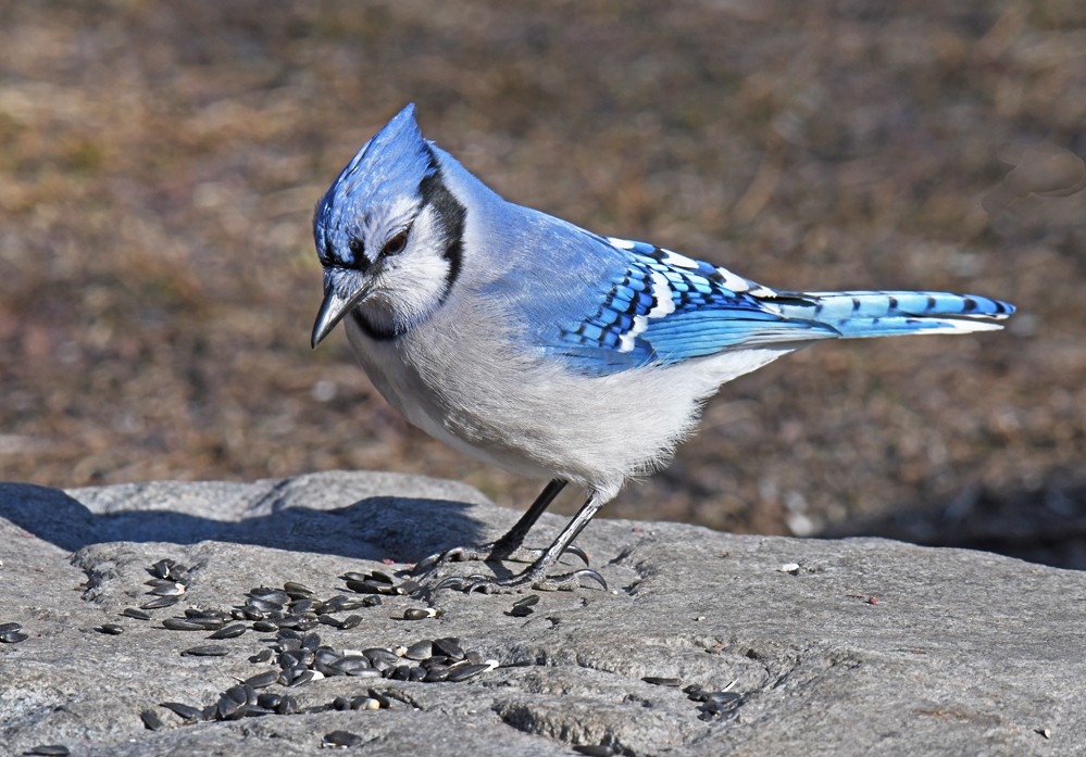 Blue Jay - ML319016821