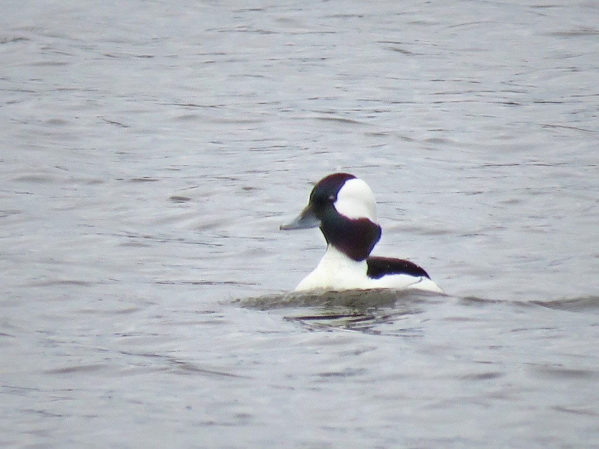 Bufflehead - Maureen Burkle