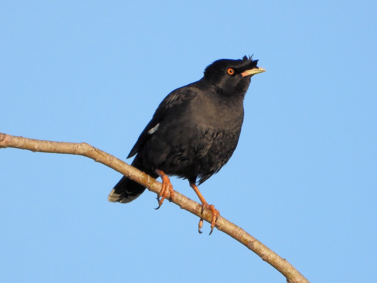 Crested Myna - Teresa Cohen