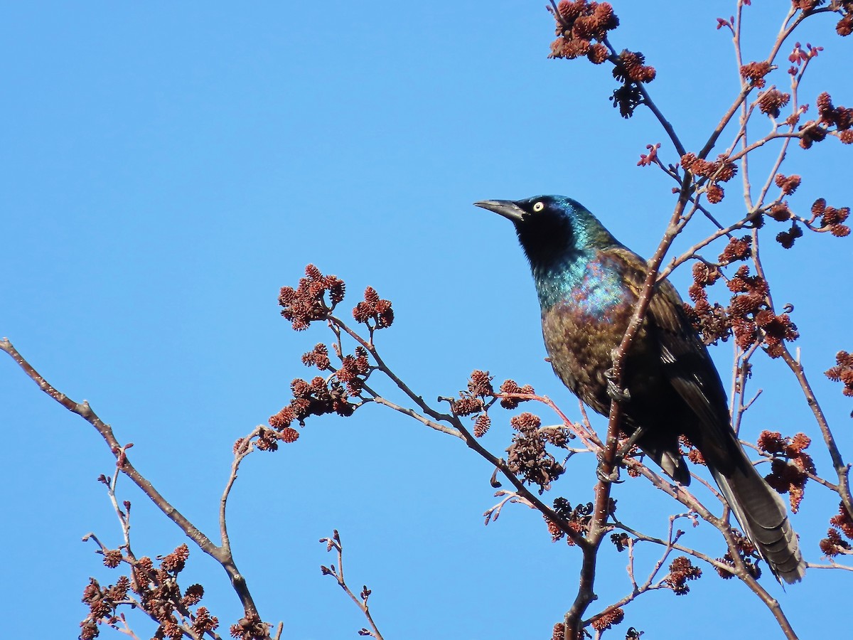 Common Grackle - ML319021341