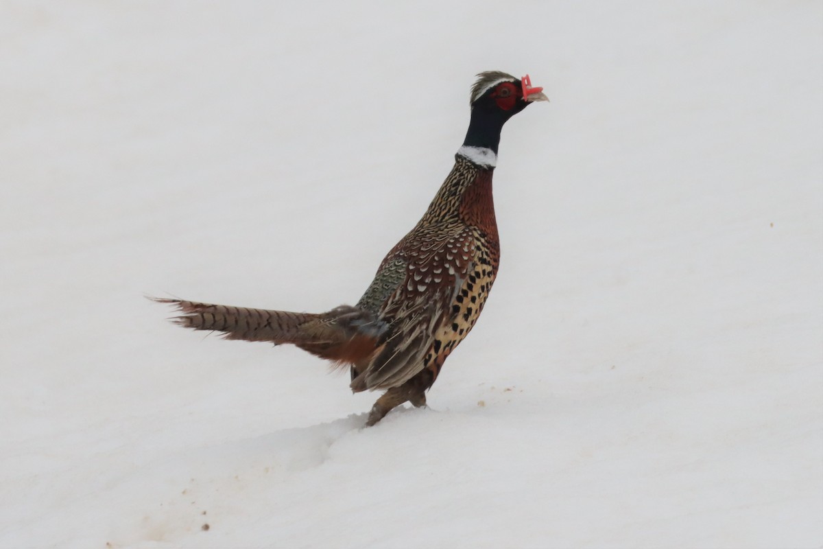 Ring-necked Pheasant - Adrian Lakin