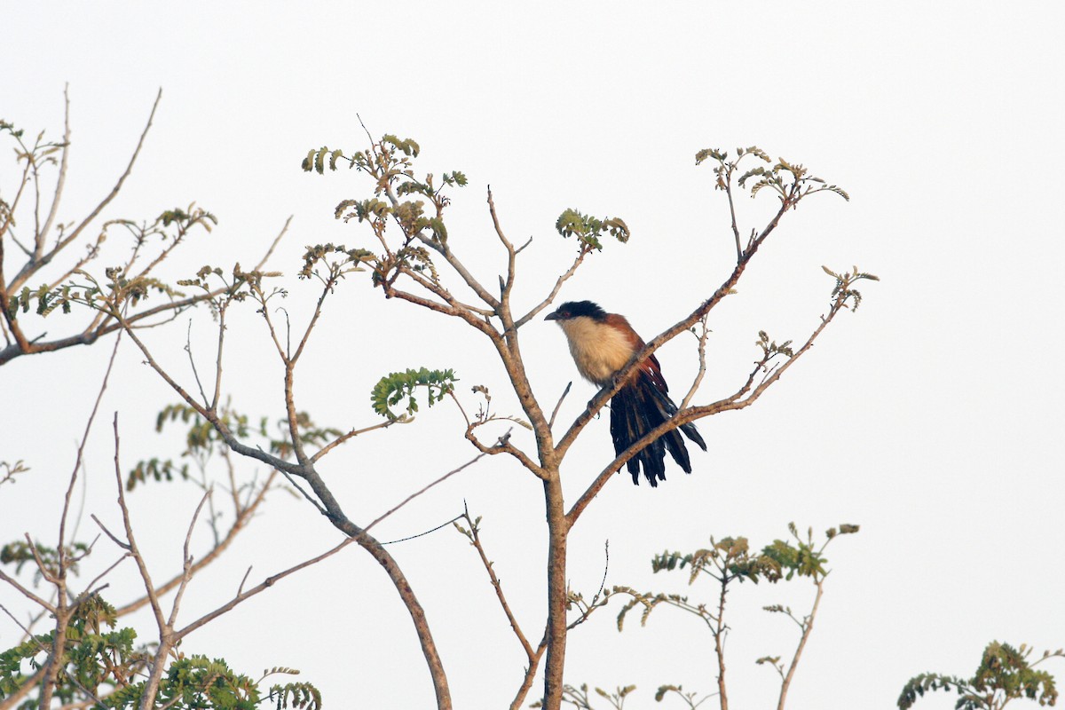 Senegal Coucal - ML319024011