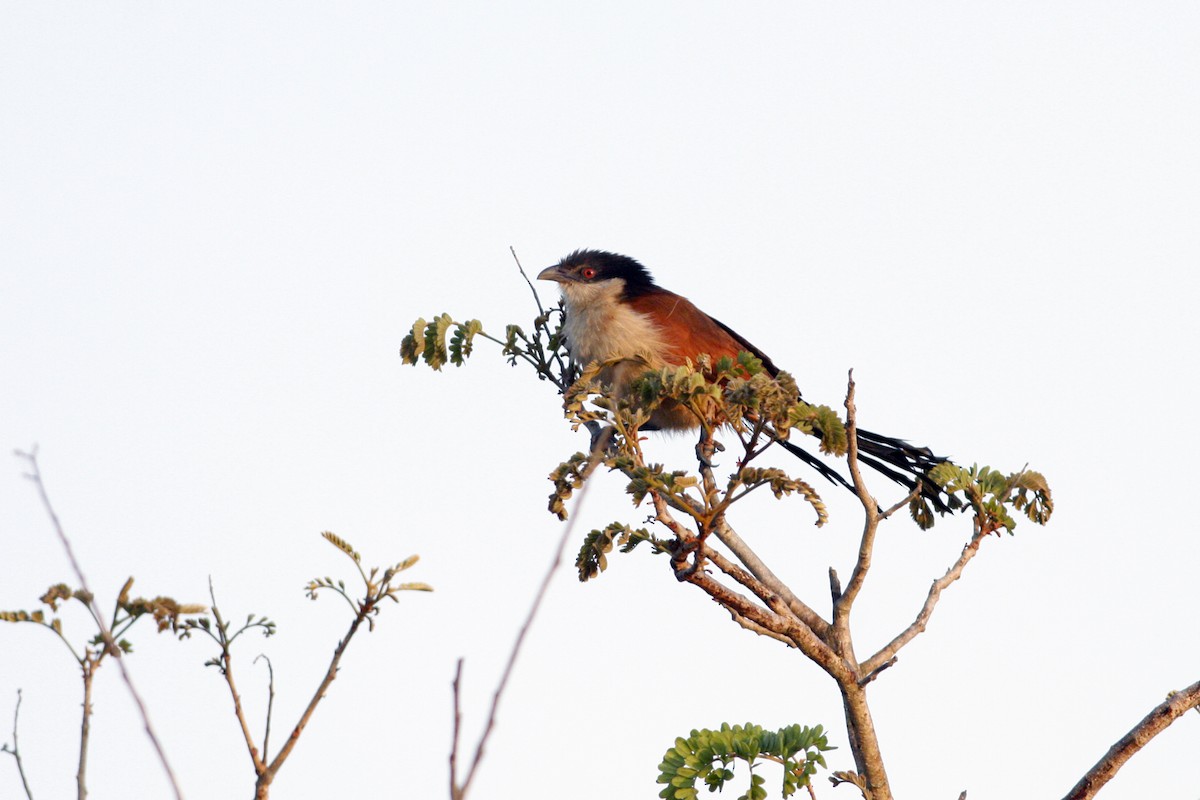 Coucal du Sénégal - ML319026911