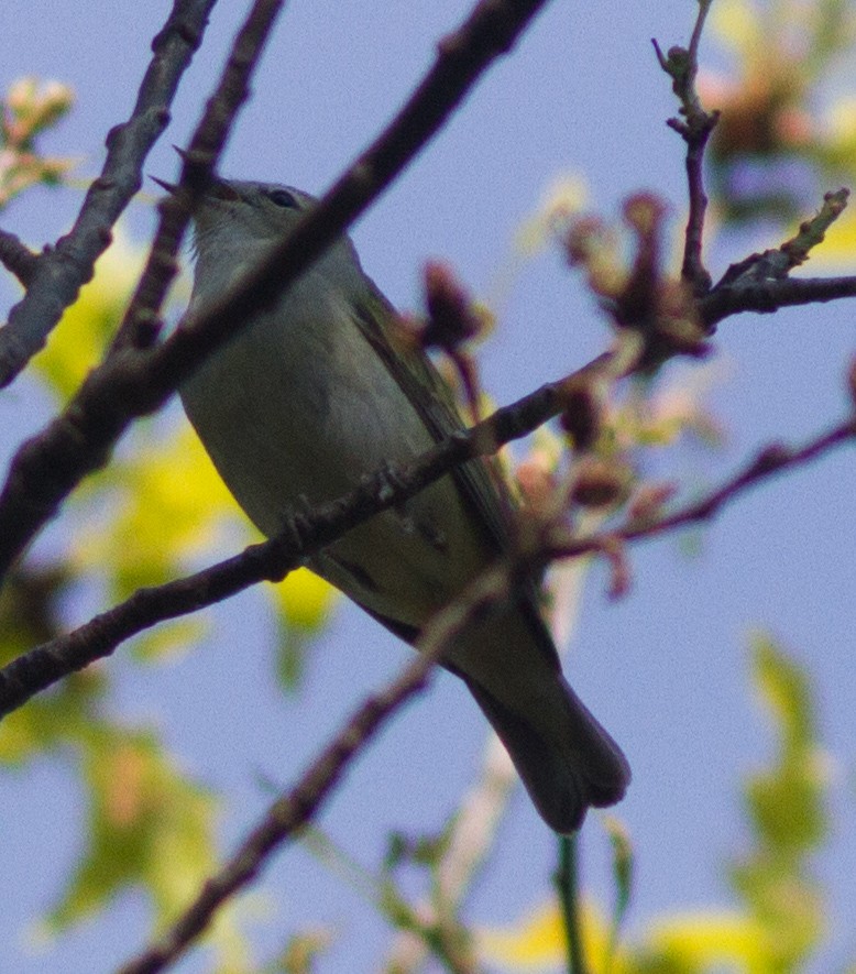 Tennessee Warbler - ML319027611