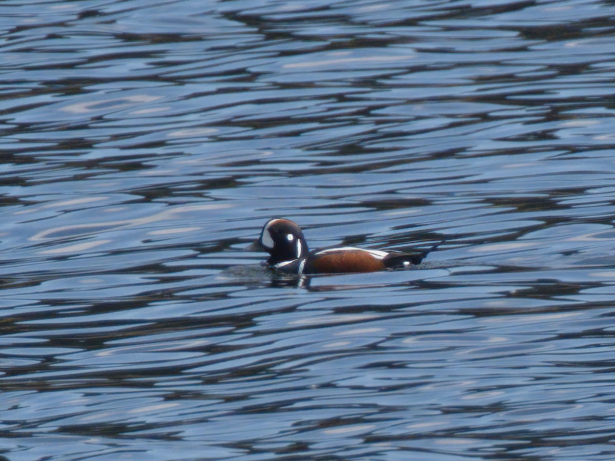 Harlequin Duck - ML319028351