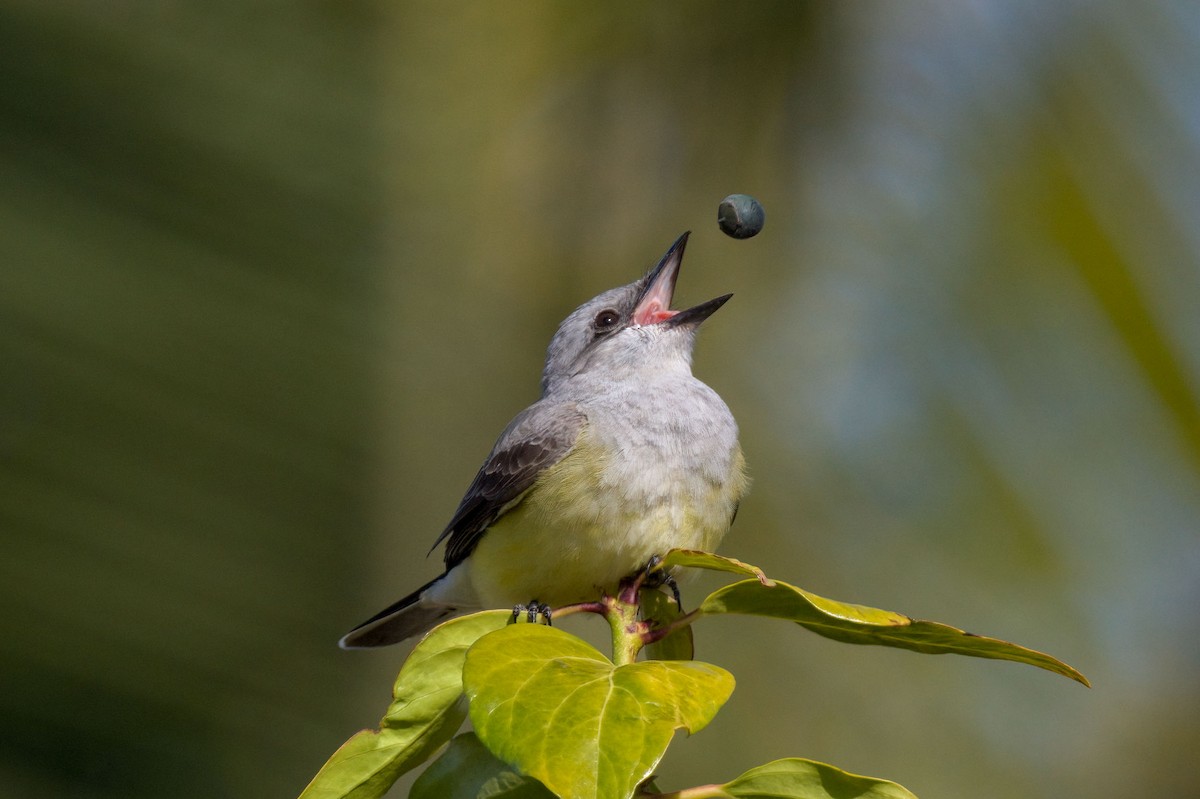 Western Kingbird - ML319028771