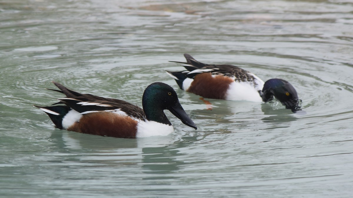 Northern Shoveler - ML319028981