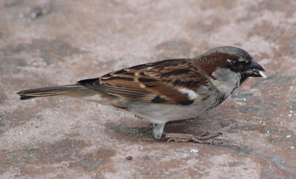 House Sparrow - ML319029091