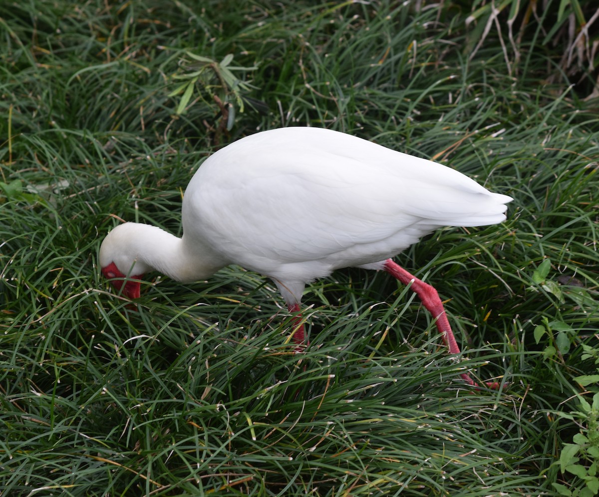 White Ibis - ML319029101