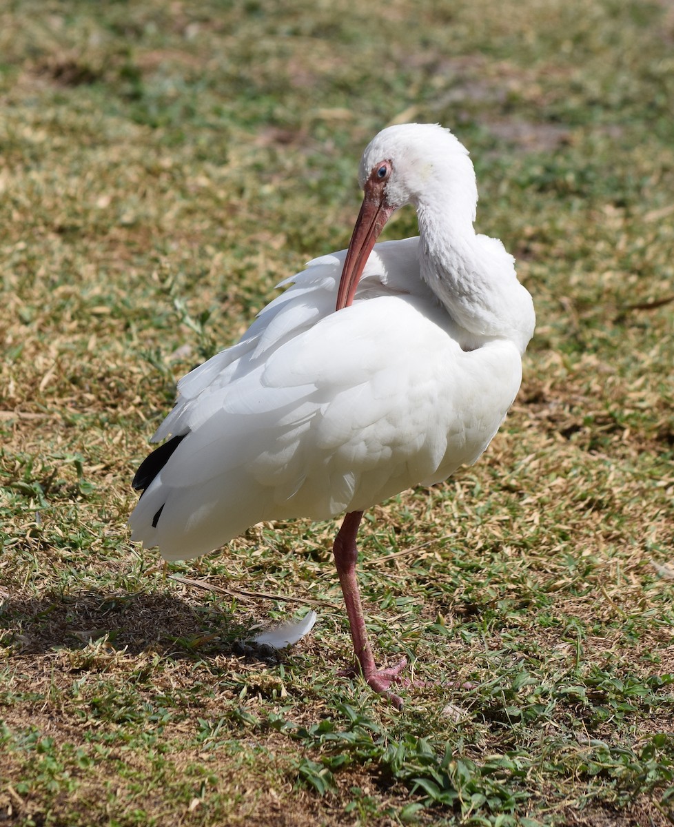 White Ibis - ML319029291