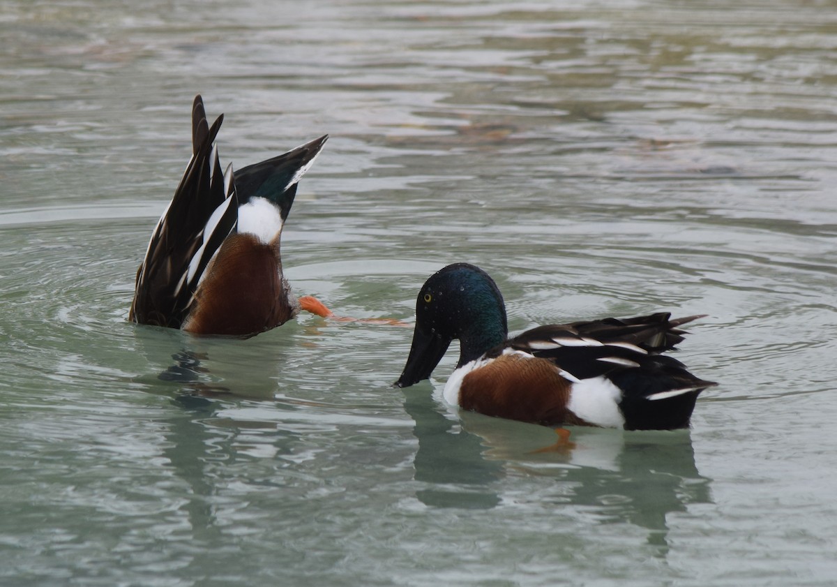 Northern Shoveler - ML319029681