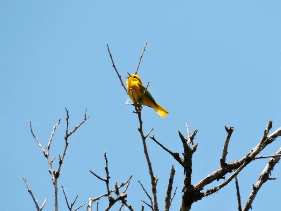 Yellow Warbler - ML31902971