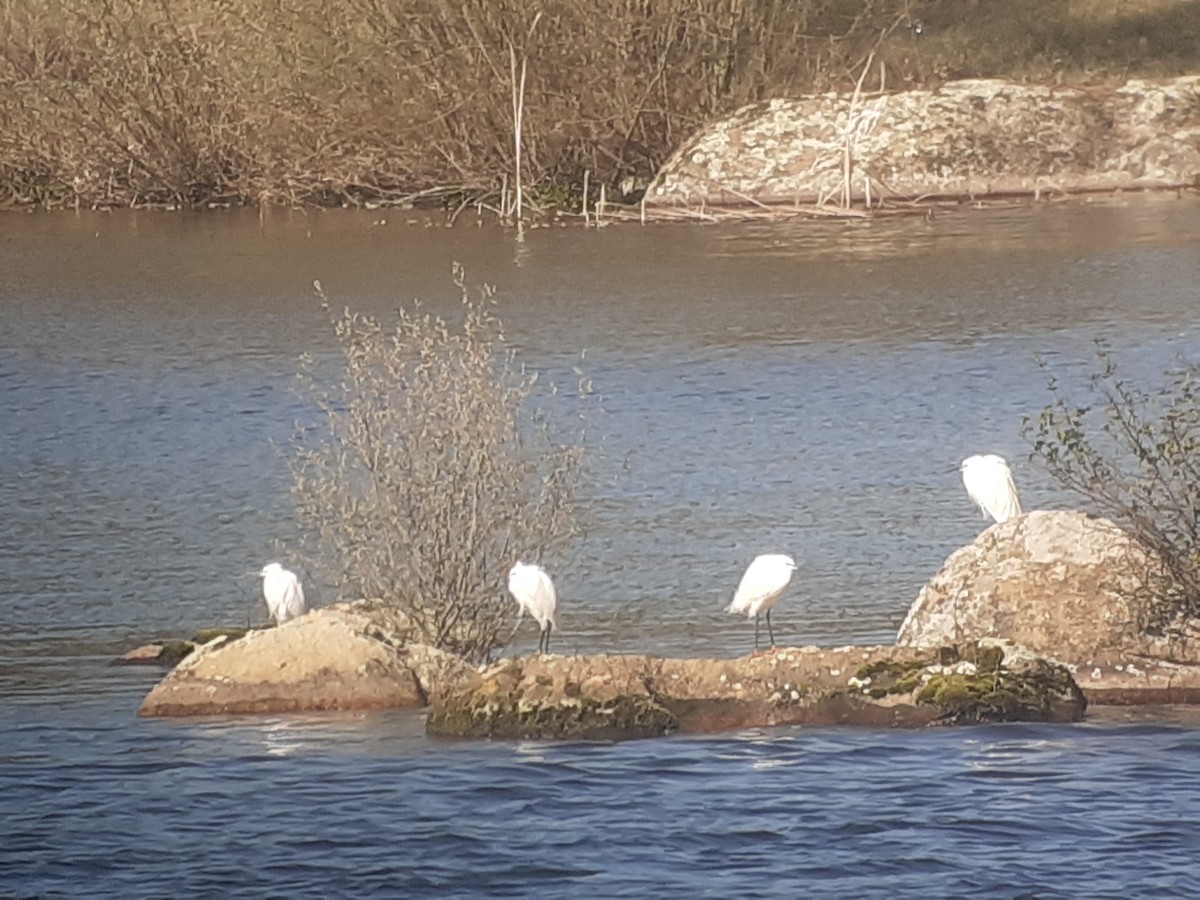 Little Egret - ML319029811