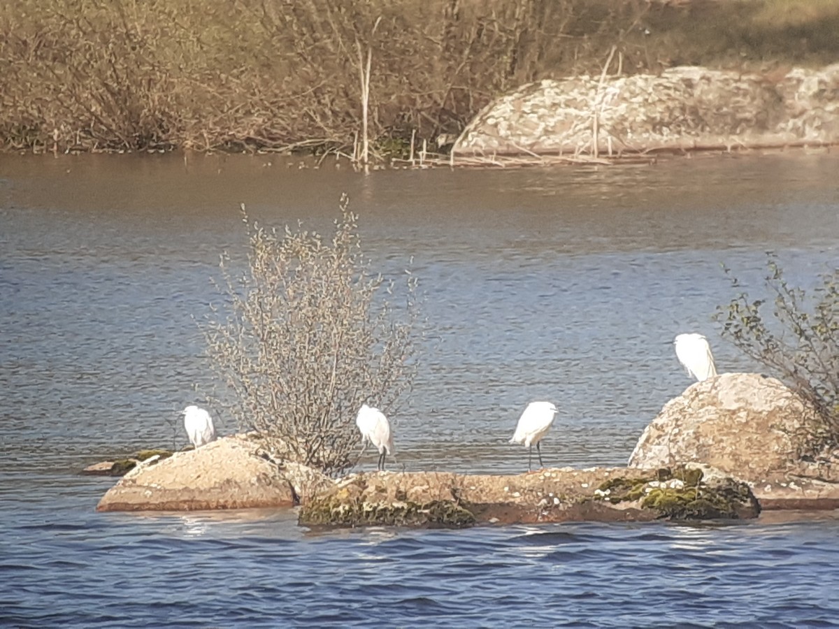 Little Egret - ML319029821