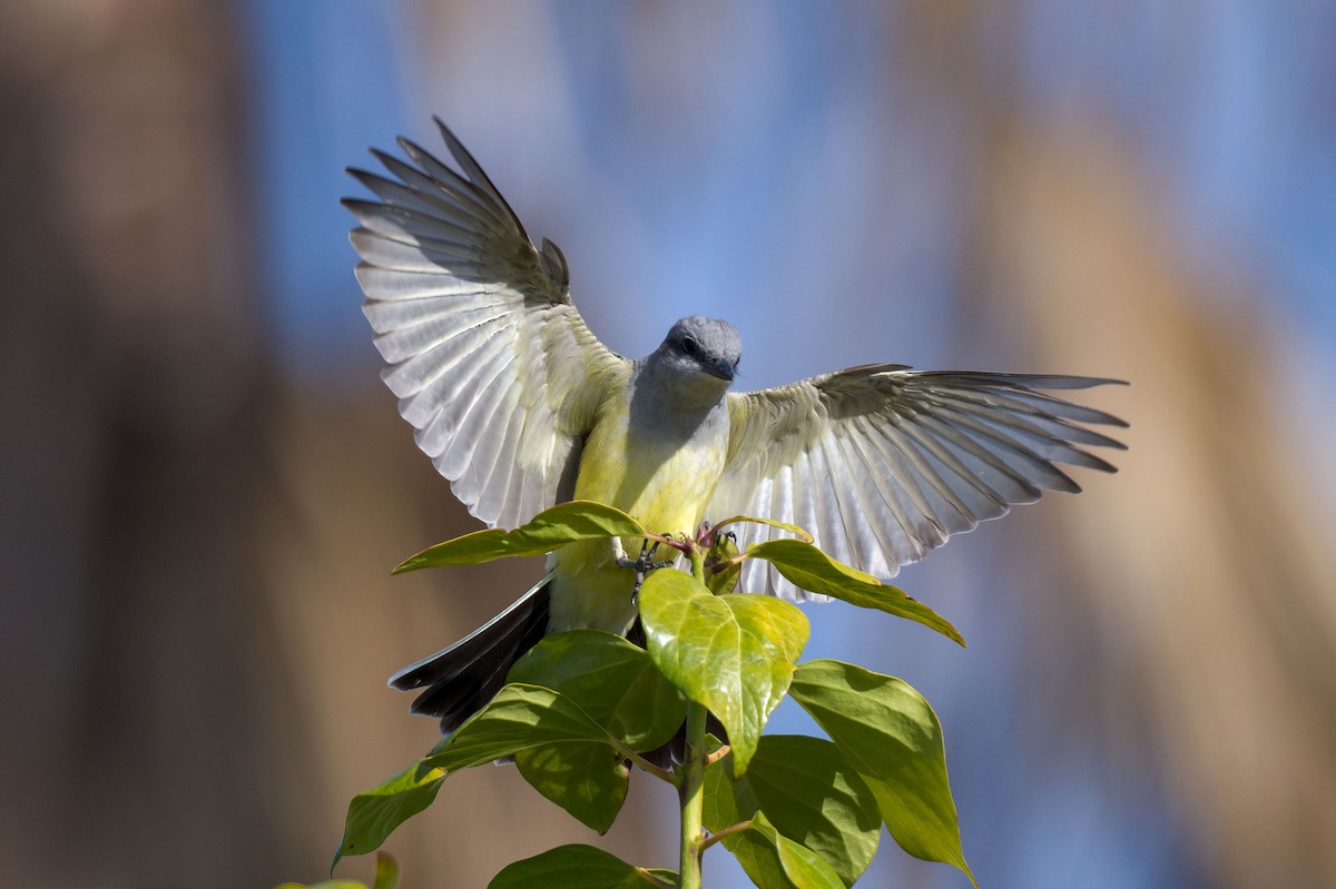 Western Kingbird - Andrew Newmark