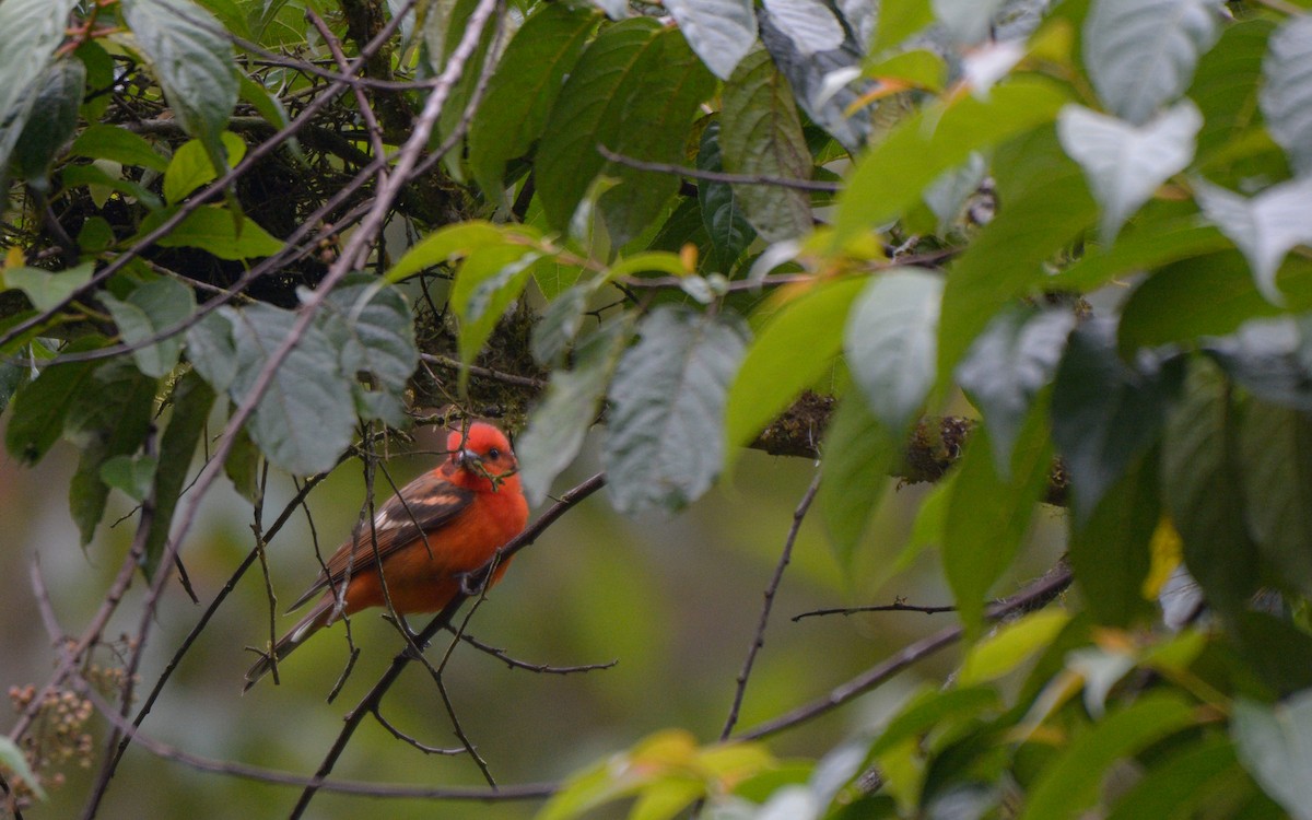 Flame-colored Tanager - ML319031181