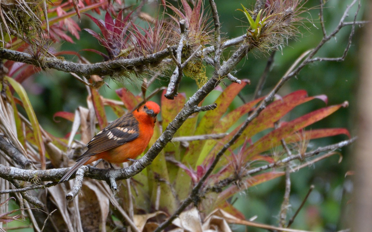 Flame-colored Tanager - ML319031601