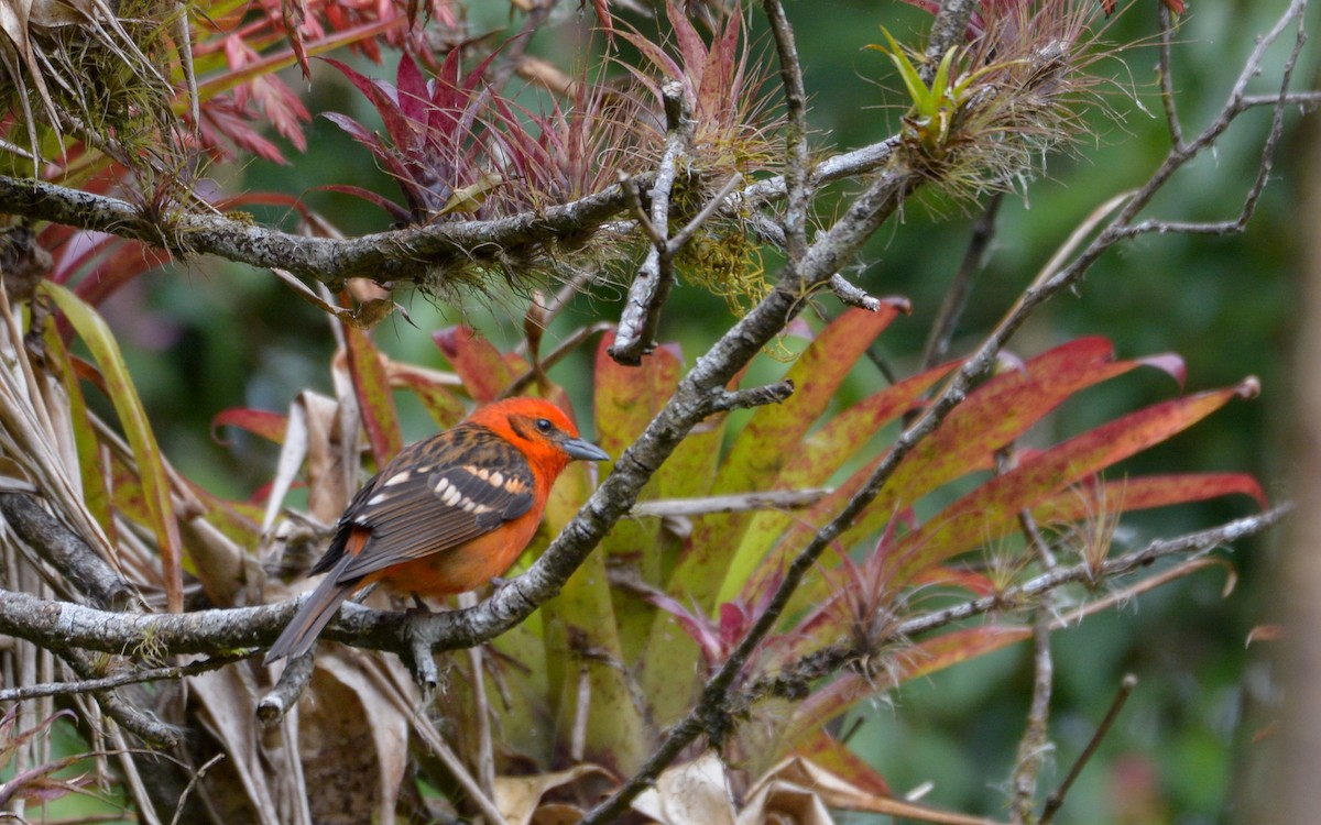Flame-colored Tanager - ML319031641