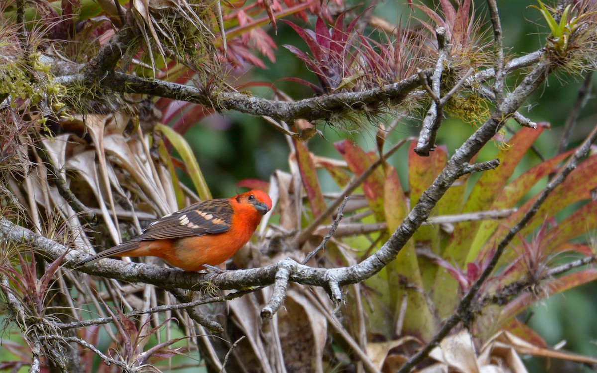 Flame-colored Tanager - ML319031851