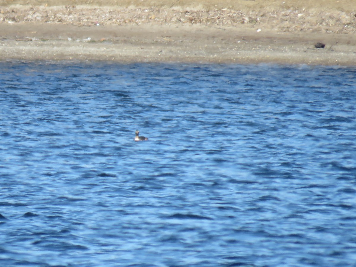 Horned Grebe - ML319031971