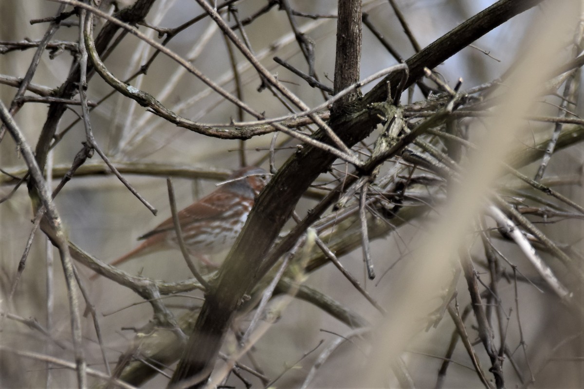 Fox Sparrow - ML319032331