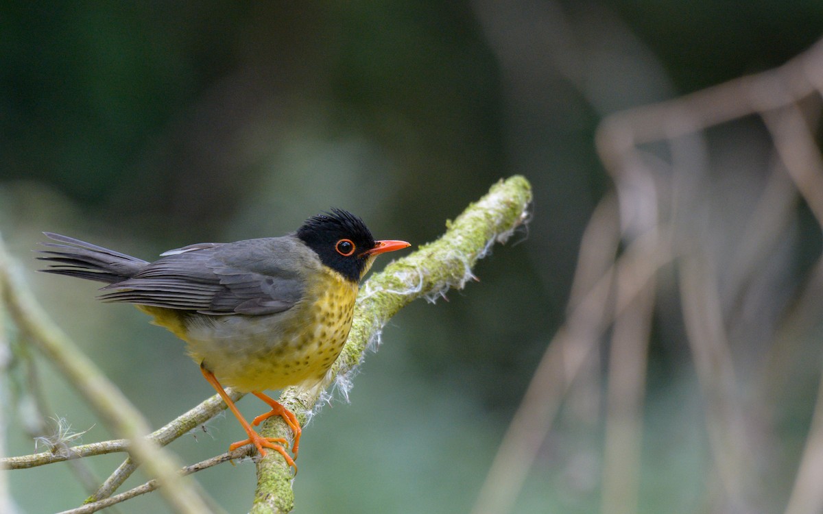 Yellow-throated Nightingale-Thrush - Luis Trinchan