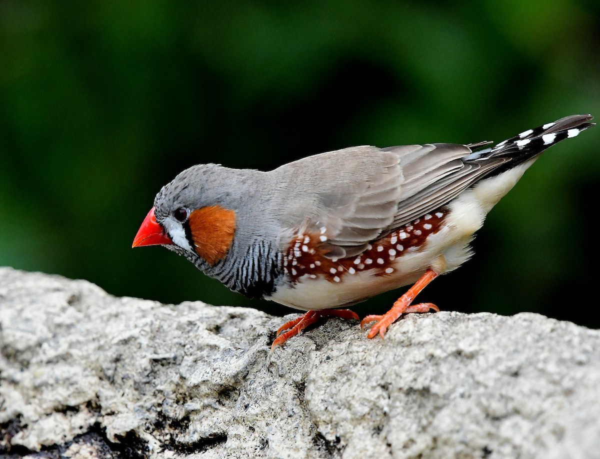 Zebra Finch - ML319033601