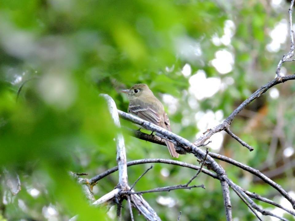 Western Flycatcher (Cordilleran) - Adam & Shak