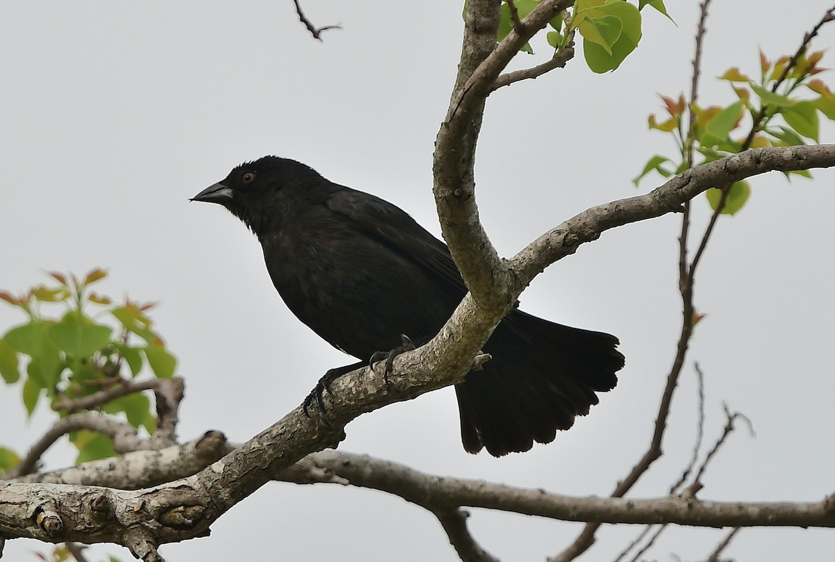 Bronzed Cowbird - ML319034761