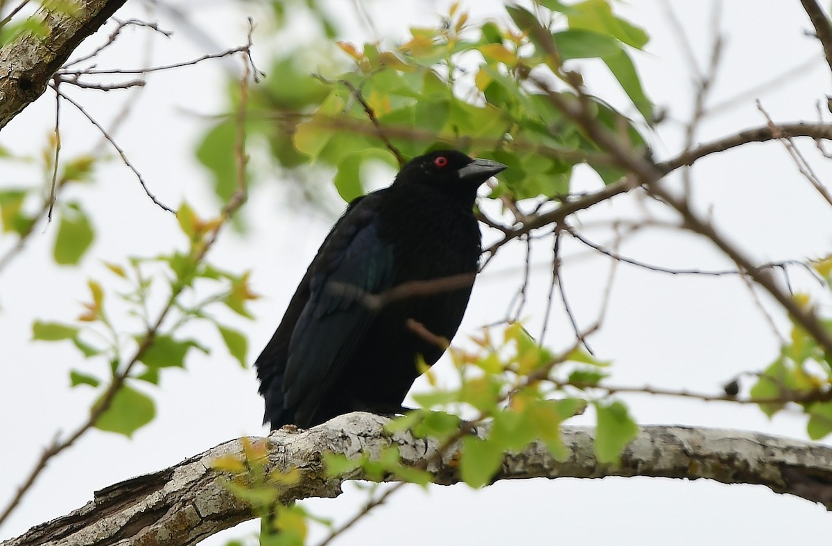 Bronzed Cowbird - ML319034771