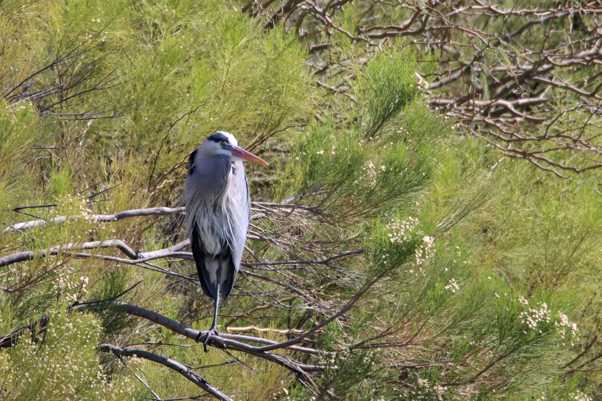 Great Blue Heron - ML319035431