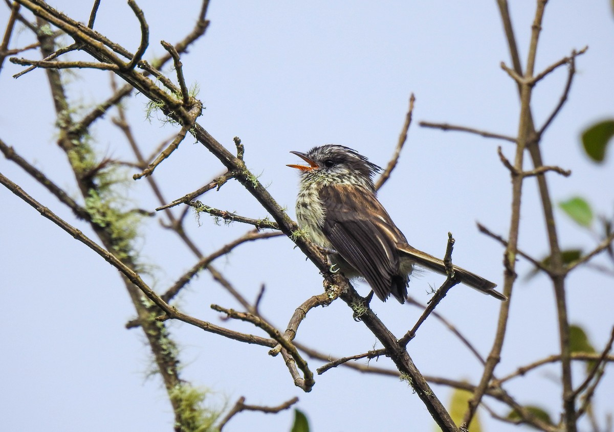 Agile Tit-Tyrant - ML319035571