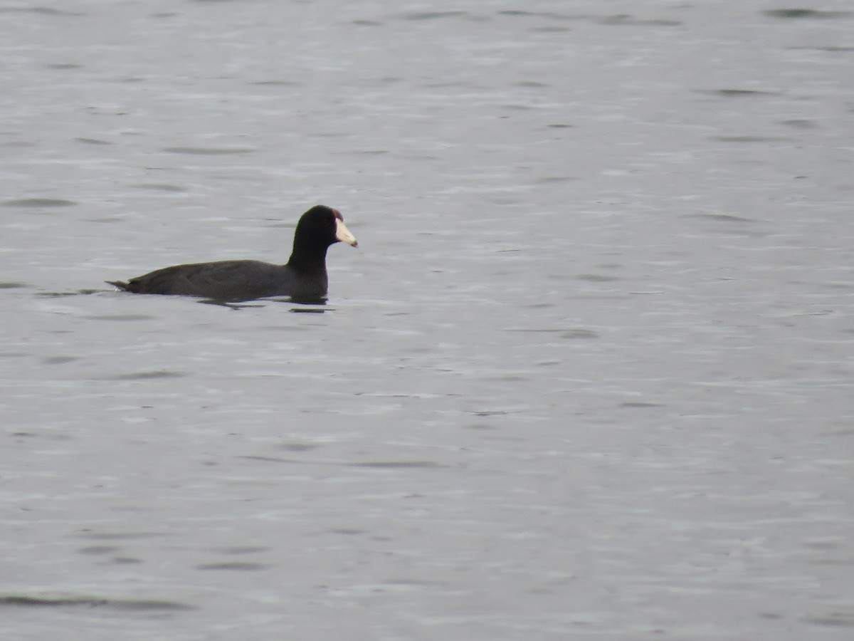 American Coot - ML319035801