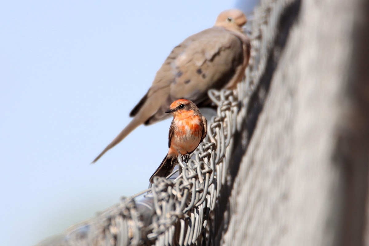 Vermilion Flycatcher - ML319035811