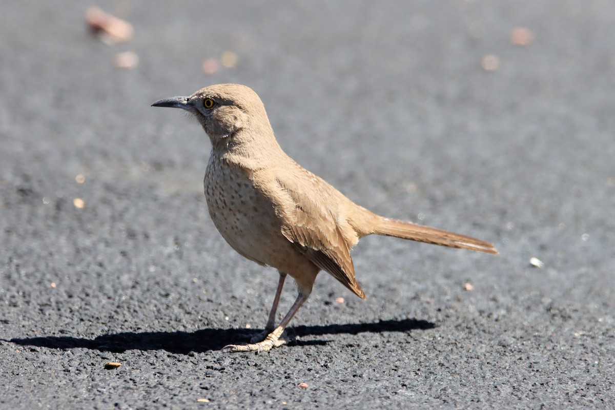 Bendire's Thrasher - ML319036461