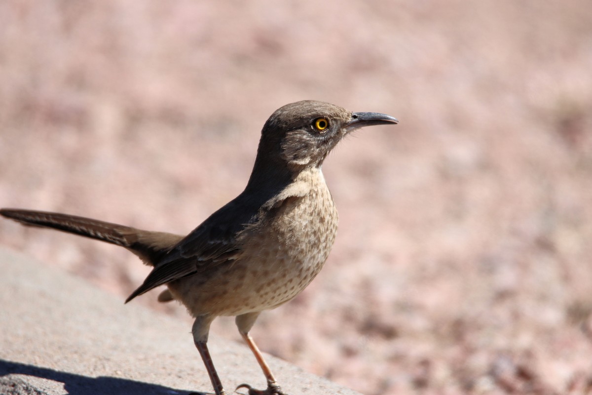 Bendire's Thrasher - ML319037211