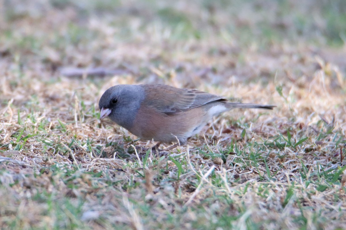 Dark-eyed Junco - ML319037741