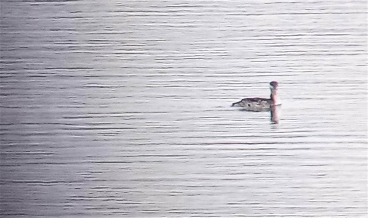 Horned Grebe - ML319037811