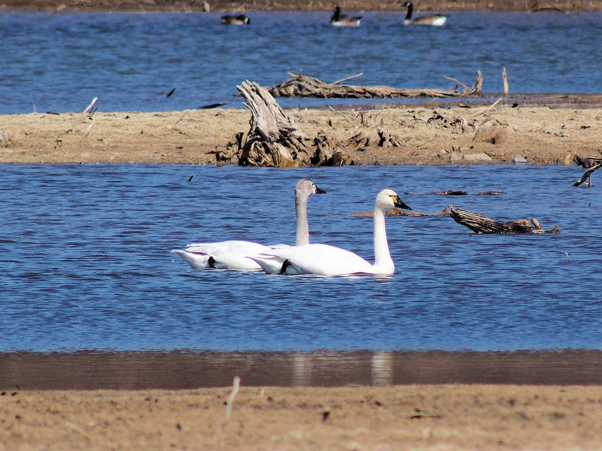 Tundra Swan - ML319038451