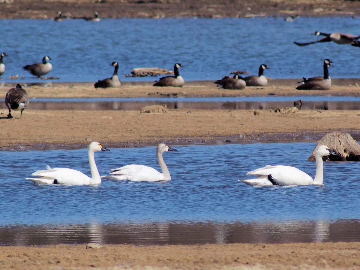 Tundra Swan - ML319038461