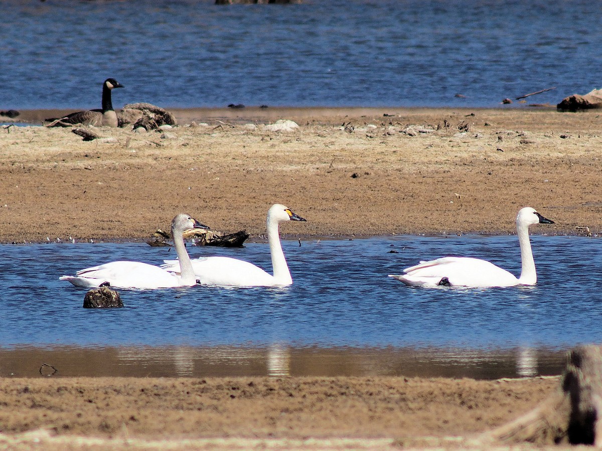 Tundra Swan - ML319038481