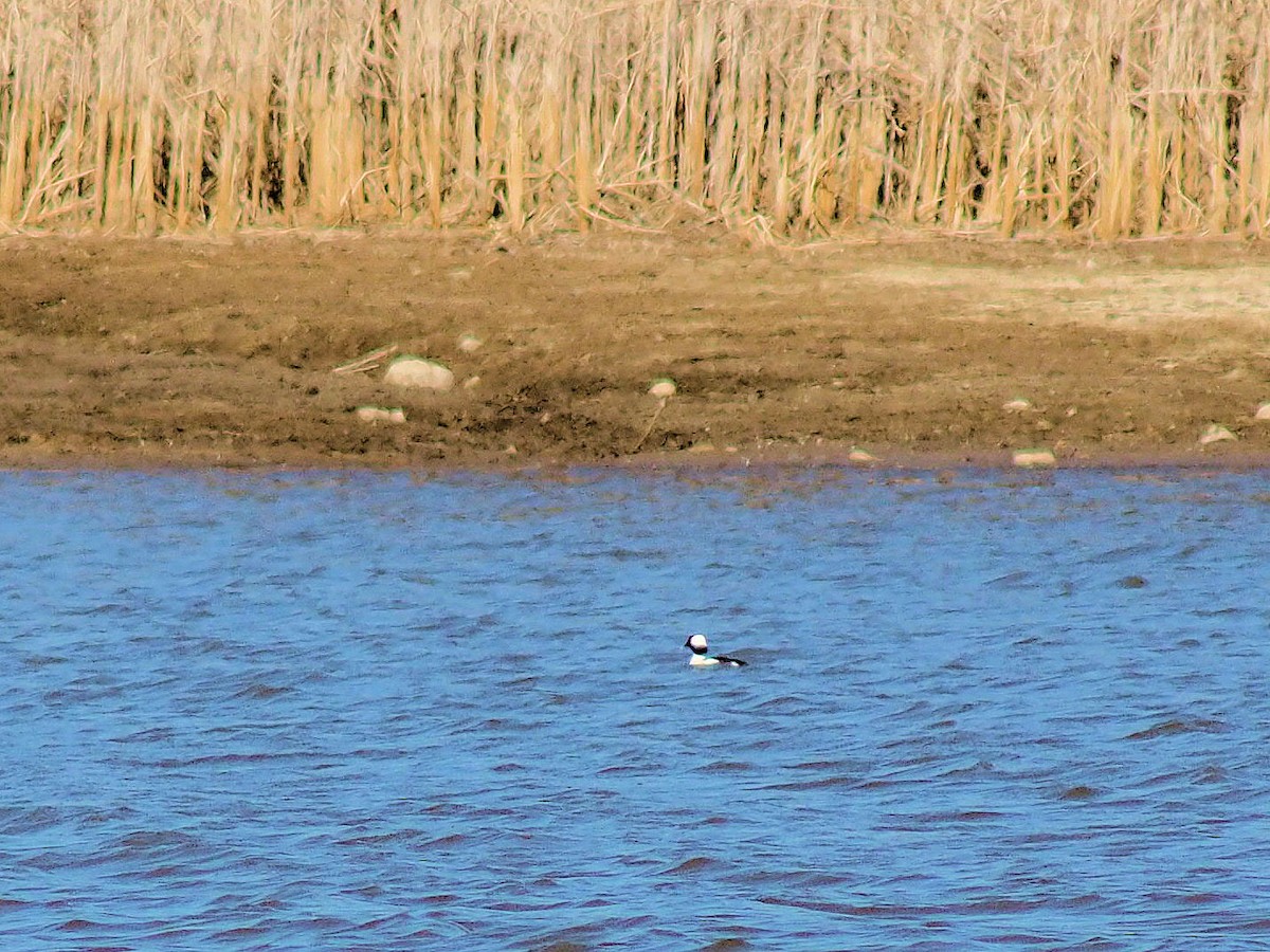 Bufflehead - ML319038521