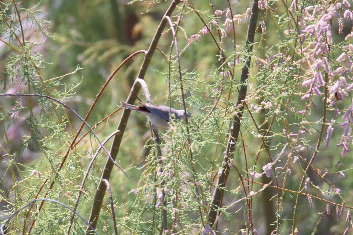 Lucy's Warbler - ML319038631