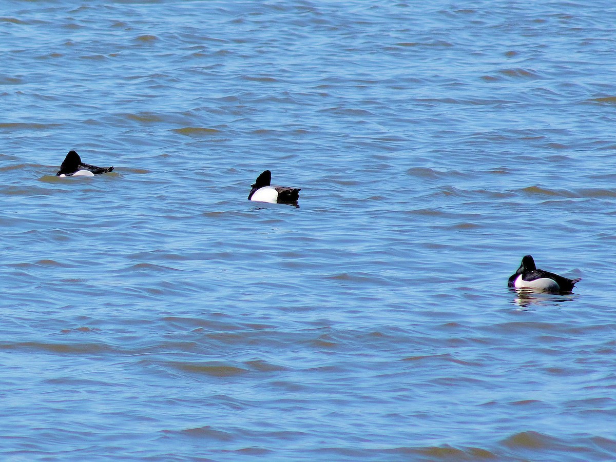 Ring-necked Duck - ML319038661