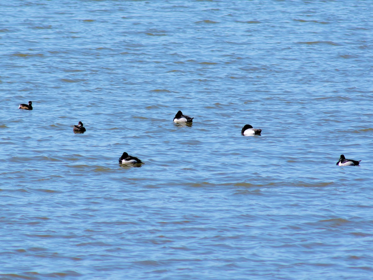 Ring-necked Duck - ML319038691