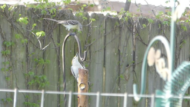 Golden-fronted Woodpecker - ML319038791