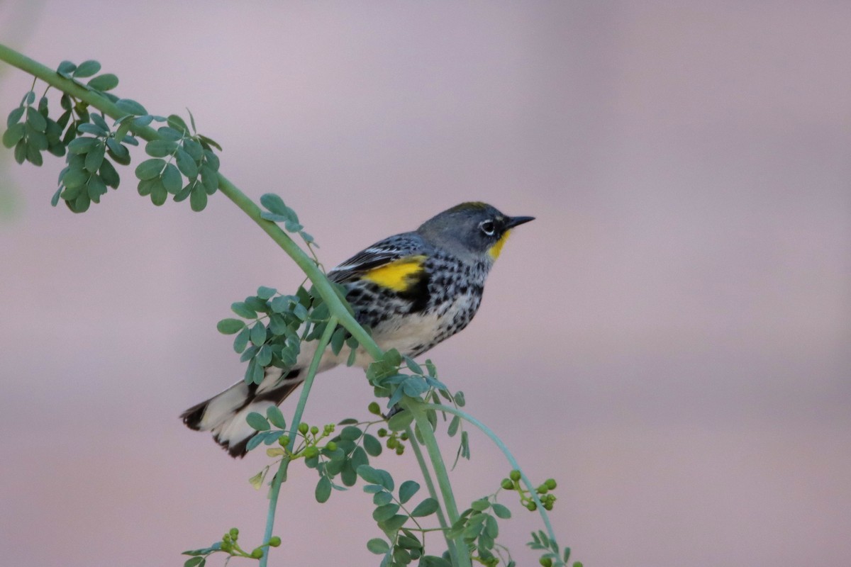 Yellow-rumped Warbler - ML319038821