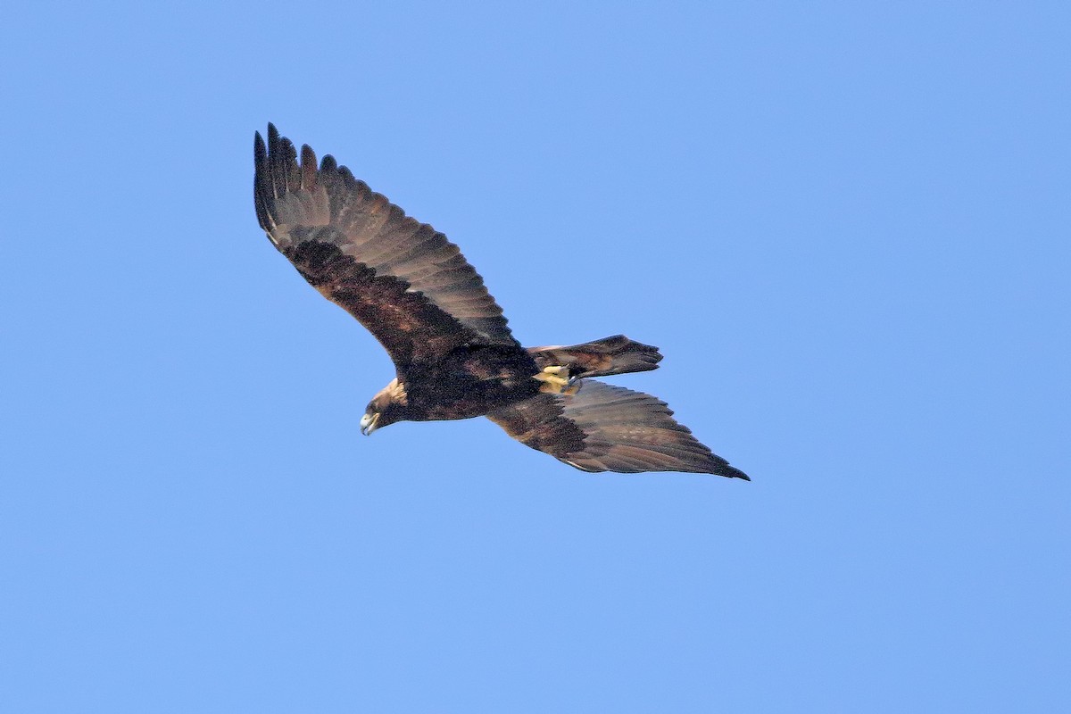 Golden Eagle - ML319045001